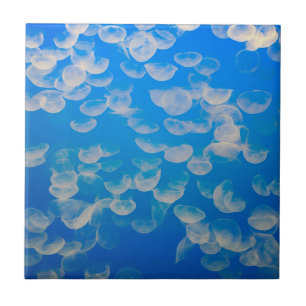 Carreau États-Unis, Californie. Jellyfish In the Monterey