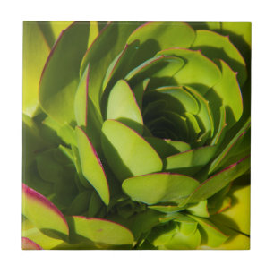 Carreau États-Unis, Californie. Plante de Lobelia géante e