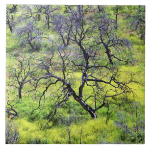 Carreau États-Unis, Californie, San Diego. Une forêt de ch