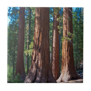 Carreau États-Unis, Californie. Troncs d'arbres séquoias, 