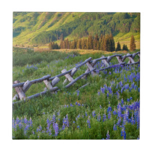 Carreau États-Unis, Colorado. Lupins et clôture à rails fe