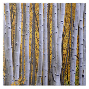 Carreau États-Unis, Colorado, Montagnes Rocheuses. Scène i