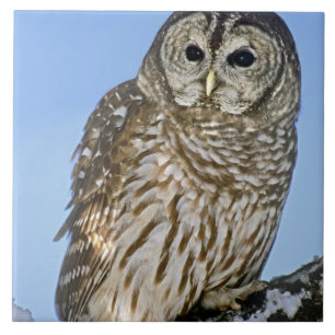 Carreau États-Unis, Colorado. Portrait de hibou moyen-duc 