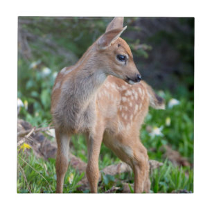 Carreau États-Unis, État de Washington. Faon de cerf à que