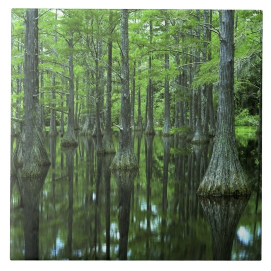 Carreau États-Unis, Floride, Forêt nationale d'Apalachicol (Devant)