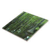 Carreau États-Unis, Floride, Forêt nationale d'Apalachicol (Côté)