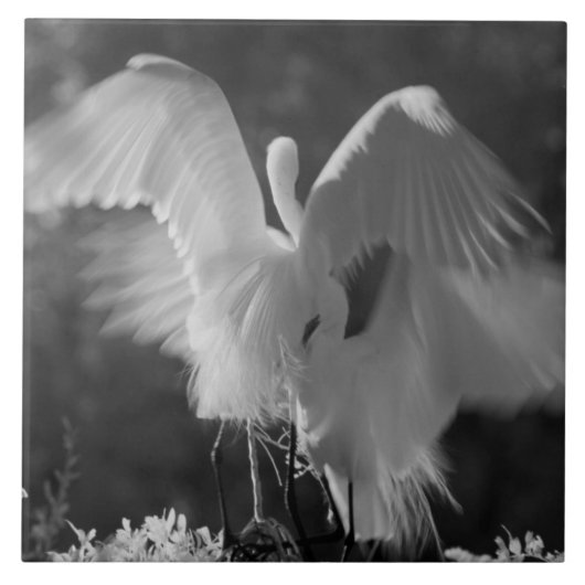 Carreau États-Unis, Floride, Grande Aigrette (Ardea alba) (Devant)