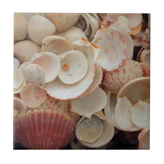 Carreau États-Unis, Floride. Gros plan de coquillages sur (Devant)