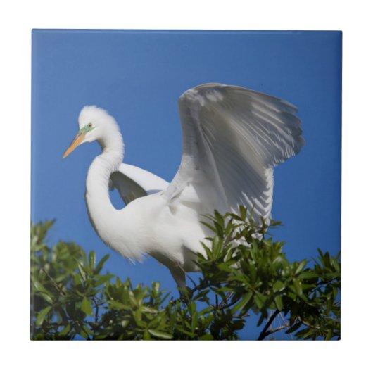 Carreau États-Unis, Floride, Saint-Augustine, Egret (Devant)