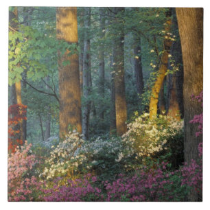 Carreau États-Unis, Géorgie, Callaway Gardens, forêt d'aza
