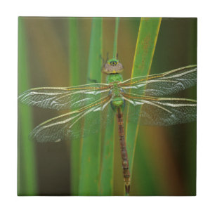 Carreau États-Unis, Géorgie. Libellule aeshne vert sur des