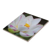 Carreau États-Unis, Géorgie, Savannah, fleurs de lotus (Côté)