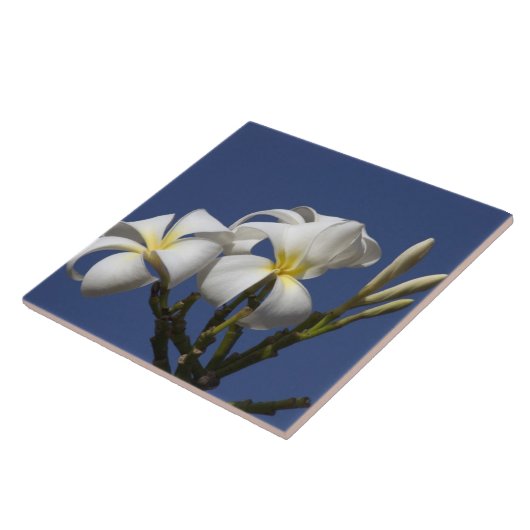 Carreau États-Unis, Hawaï, Kauai, plumérie blanche. (Côté)