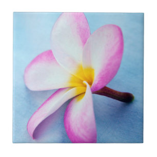 Carreau États-Unis, Hawaï, Oahu, Fleurs de plumeria en fle