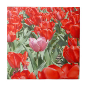 Carreau États-Unis, Kansas, Tulipes rouges avec une tulipe