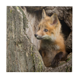 Carreau États-Unis, Minnesota, Sandstone, Minnesota Wildli