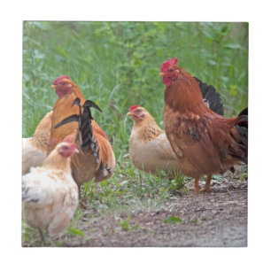 Carreau États-Unis, Nebraska. Poules