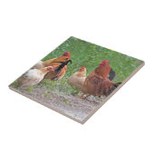 Carreau États-Unis, Nebraska. Poules (Côté)