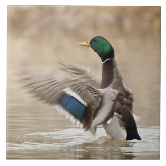 Carreau États-Unis, Oregon, Baskett Slough National Wildli (Devant)
