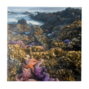 Carreau États-Unis, Oregon. Étoiles de mer