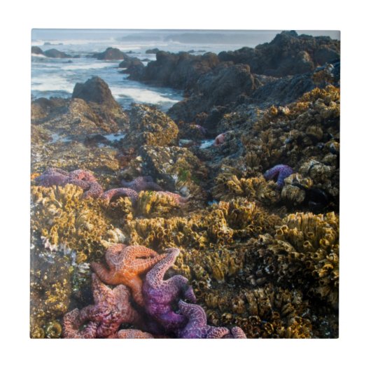 Carreau États-Unis, Oregon. Étoiles de mer (Devant)