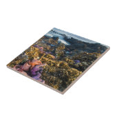 Carreau États-Unis, Oregon. Étoiles de mer (Côté)