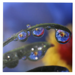 Carreau États-Unis, Oregon, Portland, Gros plan de l'oise