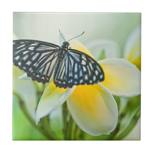 Carreau États-Unis, Pennsylvanie. Papillon swallowtail (Devant)