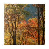 Carreau États-Unis, Tennessee. Chute (Devant)