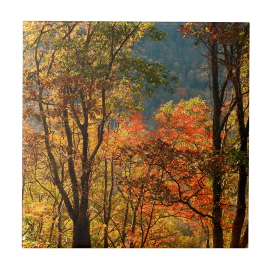 Carreau États-Unis, Tennessee. Feuillage d'automne (Devant)