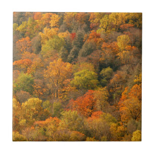 Carreau États-Unis, Tennessee. Feuillage d'automne 2