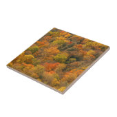 Carreau États-Unis, Tennessee. Feuillage d'automne 2 (Côté)