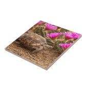 Carreau États-Unis, Texas, comté de Hidalgo. Tortue (Côté)