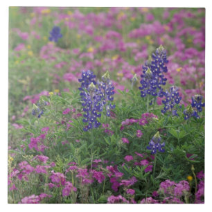 Carreau États-Unis, Texas Hill Country. Bleuets parmi les