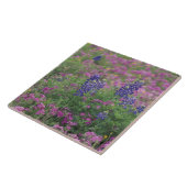 Carreau États-Unis, Texas Hill Country. Bluebonnets au mil (Côté)