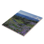 Carreau États-Unis, Washington Mt Adams Wilderness, Meadow (Côté)