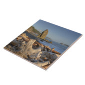 Carreau États-Unis, Washington, Parc National Olympique, R (Côté)