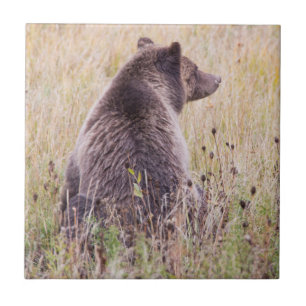 Carreau États-Unis, Wyoming, Parc national de Yellowstone,