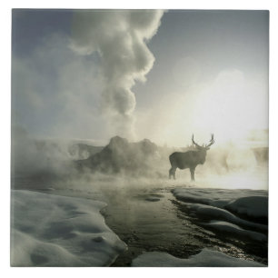 Carreau États-Unis, Wyoming, Parc national de Yellowstone.