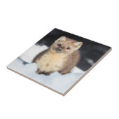 Carreau États-Unis, Wyoming, Yellowstone National Park (Côté)