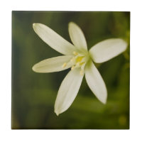 Étoile-de-Bethlehem blanc - fleur éternelle