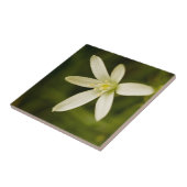 Carreau Étoile-de-Bethlehem blanc - fleur éternelle (Côté)