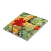 Carreau Étoile de mer rouge et jaune (Côté)