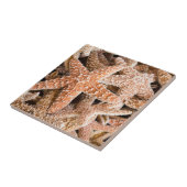 Carreau Étoiles de mer de sucre (Côté)