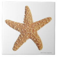 Étoiles de mer d'isolement sur le blanc