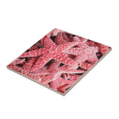 Carreau Étoiles de mer roses tropicales (Côté)