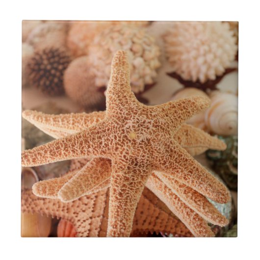Carreau Étoiles de mer séchées vendues comme souvenirs (Devant)