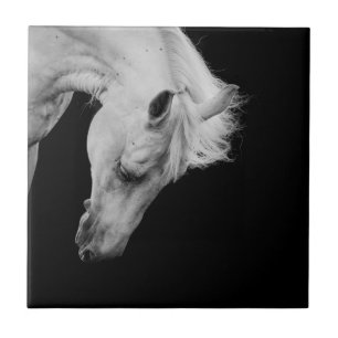 Carreau Étonnant cheval blanc sur noir en regardant vers