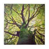 Carreau Étreindre d'arbre (Devant)