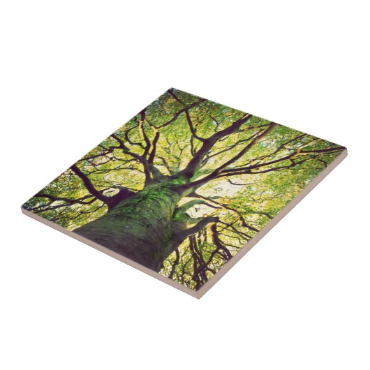 Carreau Étreindre d'arbre (Côté)